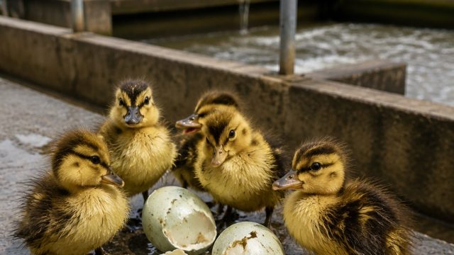 Five Ducklings Hatch from Resc
